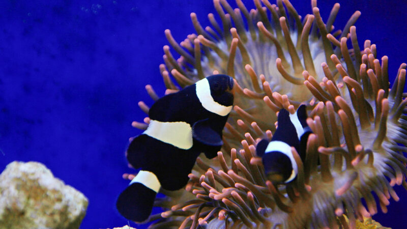 Découverte des Merveilles Sous-Marines : L’Aquarium de Montpellier vous Attend